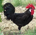 Chianti gallo nero