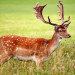 phoenix park dublino