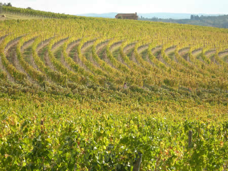 Colline Chianti